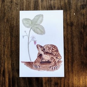 Box Turtle and Wild Strawberry Postcard
